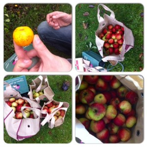 Dietitian UK: Scrumping