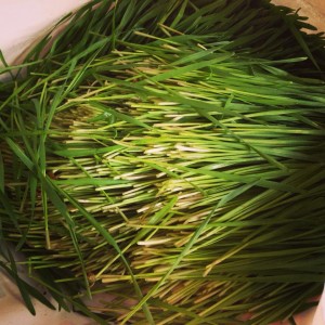 Wheatgrass