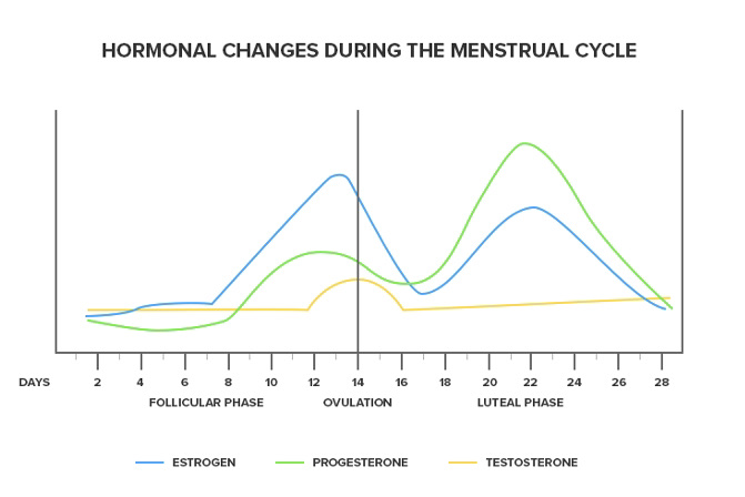 Hypothalamic Amenorrhea Recovery Signs. Hormonal changes during the menstrual cycle